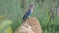 Gabelracke Lilac breasted Roller